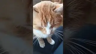 Тигруля 