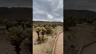 Best National Park Views! Cholla Cactus Garden 🌵 