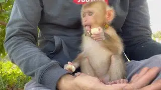 Baby monkey harry eats sugarcane