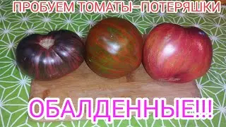Неизвестные сорта томатов оказались самыми вкусными!