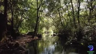 Relax Music; Spirit in the Woods #055