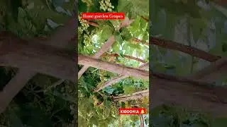 home garden grapes #nature #relaxing