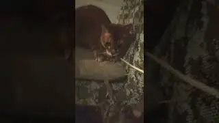 не   трогай   меня  (прикол)