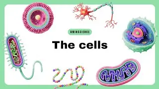 The cell overview, types of cells.