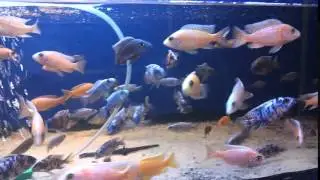 Аулунокара красный дракон мультикалор 20160311 184052