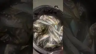 Вчерашний результат рыбалки в Севастополе с берега! Ставрида в количестве)