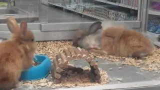 Baby ferret & little bunnies