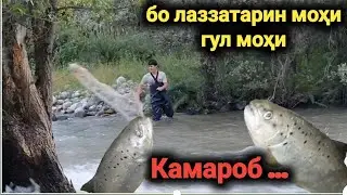 Гул моҳи шикор дар камароб (4)...