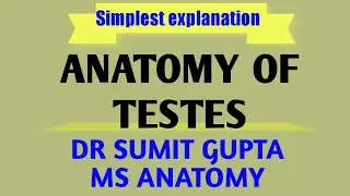 ANATOMY OF TESTIS