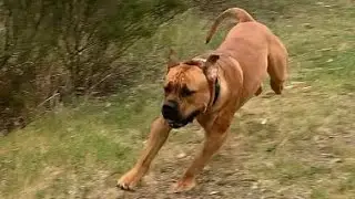 Boerboel Puppy Having Fun on a Walk 