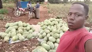 Water Melon farmer of All seasons. Today has been our Day 1 of Harvesting.