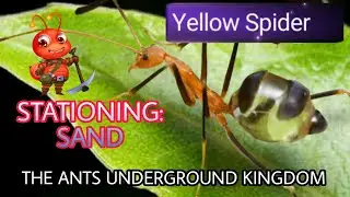 THE ANTS UNDERGROUND KINDOM. YELLOW SPIDER STATIONING SAND INCREASE.