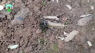 BATALLA CAMPAL ENTRE HORMIGAS: Izulilla vs Hormiga Mordedora