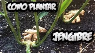 How to Successfully Plant or Grow Ginger at Home || Toni's Little Garden
