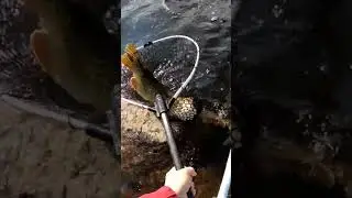 щука 10 кг , рыбатская удача #рыбалка #щука #спиннинг