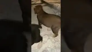 Щенки САО