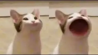 เมื่อ popcat ร้องเพลงริมหาดทราย