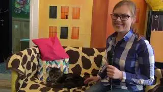 Котики в гостях у котиков :)