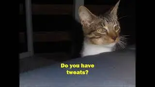 The journey of Cupid the Kitten part 1
