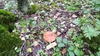 В лес по грибы От Иванчика до Белого гриба