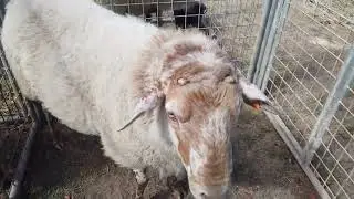 Belçika yaşayan miras puyenbroeck.
