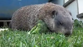 Sparkle Enjoying Broccoli And Unsalted Peanuts Longer Video #groundhog #cute #adorable #healthy