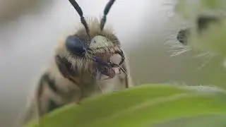 Andrena Mining Bee Cleaning Mouth