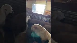 Kangal Erkek kuzularımız