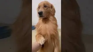 Cute Dogs #cutedog #viralshorts #funnyshorts