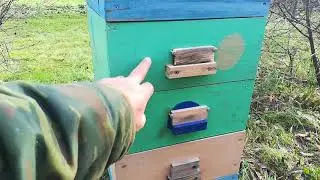 Пчелы в плотном клубе.
