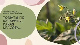 904. Томаты по Казарину. Какая красота...