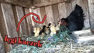 Lęgi Kaczek Biegus indyjski ( 10.6.2023)