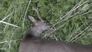 Gus's first week at stalking  His mothers replacement