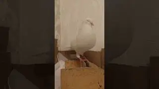 Голубь Тересий танцует 