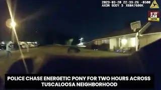 Police Engage in a High Speed Pony Chase!