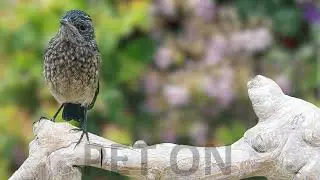 Decu / chòe đất / choe dat / Saxicola caprata / Pied bush chat in wild #bird #nature #birdsinging