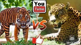 Суматранский тигр против ягуара. Sumatran Tiger against jaguar. Animals Battle.