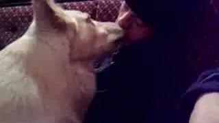 Dog Lick of a drunk guy