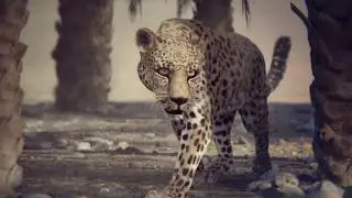 Sharjah TV Identity leopard spot