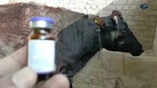 Chelated Multimineral Zinc+Copper+Manganese+Selenium(MINJET) Injection का उपयोग पशुओ में कैसे करें?