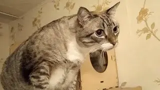 Ленин в Цюрихе (Беляшик прячется от Тигруньи)