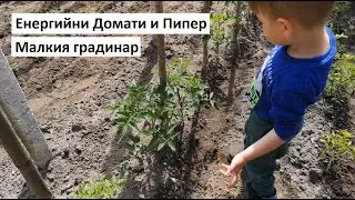 Енергийни Домати и Пипер: Малкия градинар