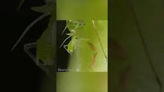 Рожденные беременными...