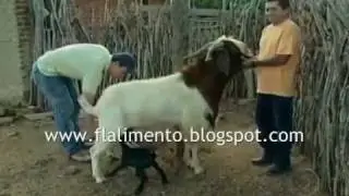 Leite de Bode