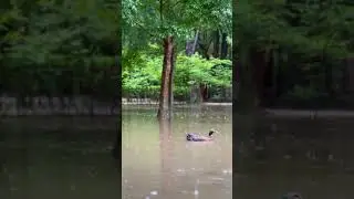 Nami Island ASMR #forestsounds #asmr