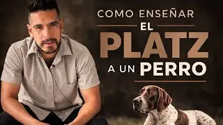 Tips para ejecutar El Platz ( echado, tumbado, down, suelo ) pasos para practicarlo con tu perro
