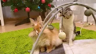 Such cute and funny Rabbit and Kitten are getting acquainted with a new toy