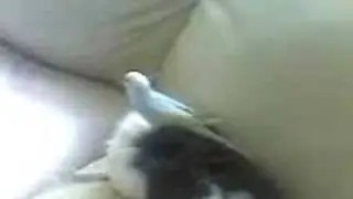 bird on guinea pig!!!!! hahha