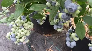 The blueberry bush isn't growing???? More details.