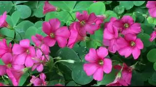 Morning Relaxing Music ,Piano Music,Romantic Piano Giovanni Marradi 2